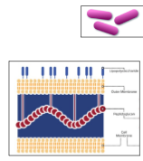 <p>Gram-positive or Gram-negative?</p>