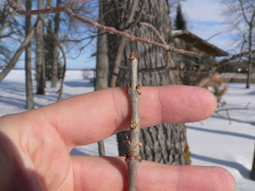<p>reddish brown buds; hairy; uppermost laterals near terminal; stout, grayish brown; semicircular leaf scar</p>