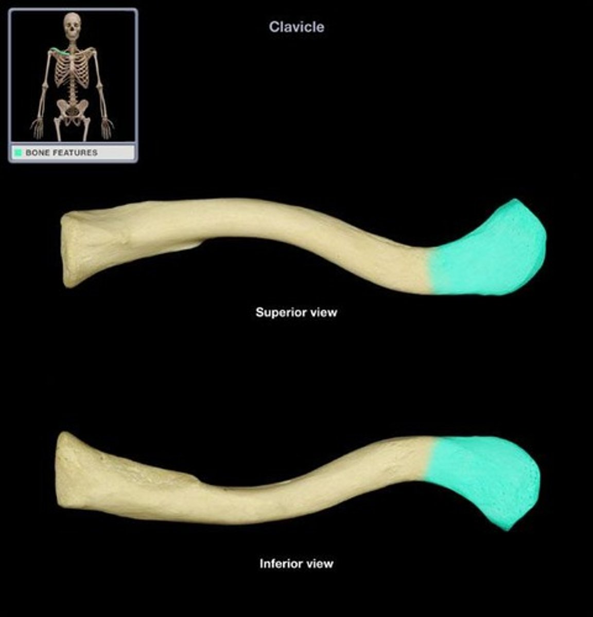 <p>articulates with scapula. kinda flat</p>