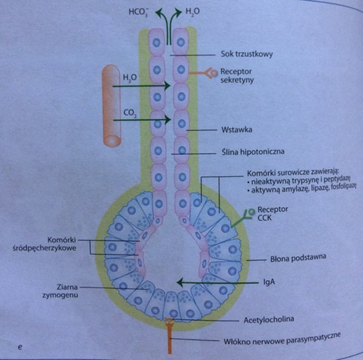 <p>pęcherzyki wydzielnicze składają się z kom. o zasadochłonnej cytoplazmie, mające okrągłe jądra w środku kom. Kom. mają rozbudowane RER, AG, liczne mitochondria. W szczytowych częściach kom. są ziarenka zymogenu/pęcherzyki wydzielnicze. W pęcherzykach znajdują się nieaktywne enzymy trawienne - trypsynogen, chymotrypsynogen, prokarboksylopeptydazy. Kom. pęcherzyków wydzielają trzustkowy inhibitor wydzielanej trypsyny (PSTI) - hamuje przedwczesną&nbsp;aktywację enzymów trawiennych. </p><p>Komórki pęcherzyków mają receptory dla cholecystokininy (CCK) oraz synapsy cholinergiczne.</p><p>Kiedy w dwunastnicy pojawi się sok żołądkowy, CCK i synapsy pobudzają uwalnianie proenzymów do światła pęcherzyków. </p><p>W świetle pęcherzyków są komórki śródpęcherzykowe - kom. nabłonkowe początkowej cz. przewodu wyprowadzającego. </p><p>Przewód wyprowadzający - wstawka - jest wysłany jednowarstwowym nabłonkiem sześciennym , którego komórki mają receptor dla sekretyny. Kom. nabłonkowe wstawek wydzielają&nbsp;HCO3-.</p><p>Wydzielina ze wstawek ---> przewód międzypłacikowy ---> przewód międzypłatkowy ---> przewód trzustkowy (Wirsunga)</p>