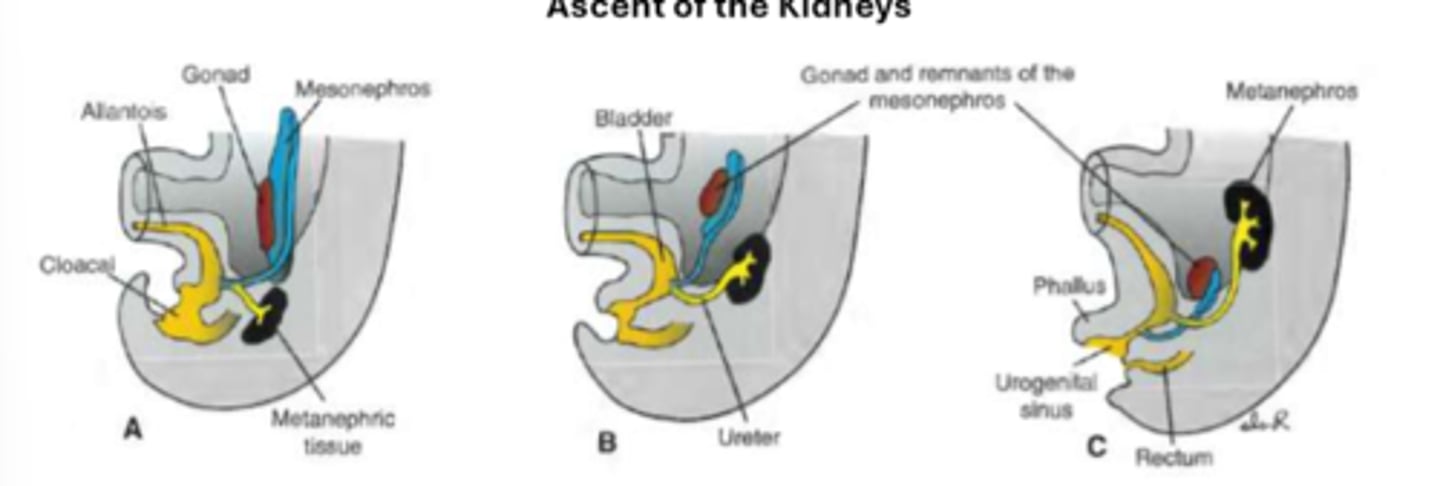 <p>starting position - near the embryo's tail, close together in sacral region</p><p>ascent - embryo's abdomen straightens, kidneys move apart and ascend to their final position in lumbar region</p><p>rotation - kidneys rotate 90 degrees medially around longitudinal axis, resulting in renal pelvis that faces medially</p>