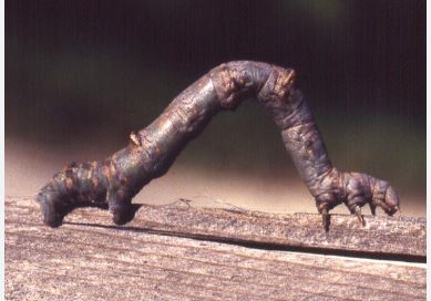 <p><span>A survival trick where an animal mimics or looks like another plant or animal.</span></p>