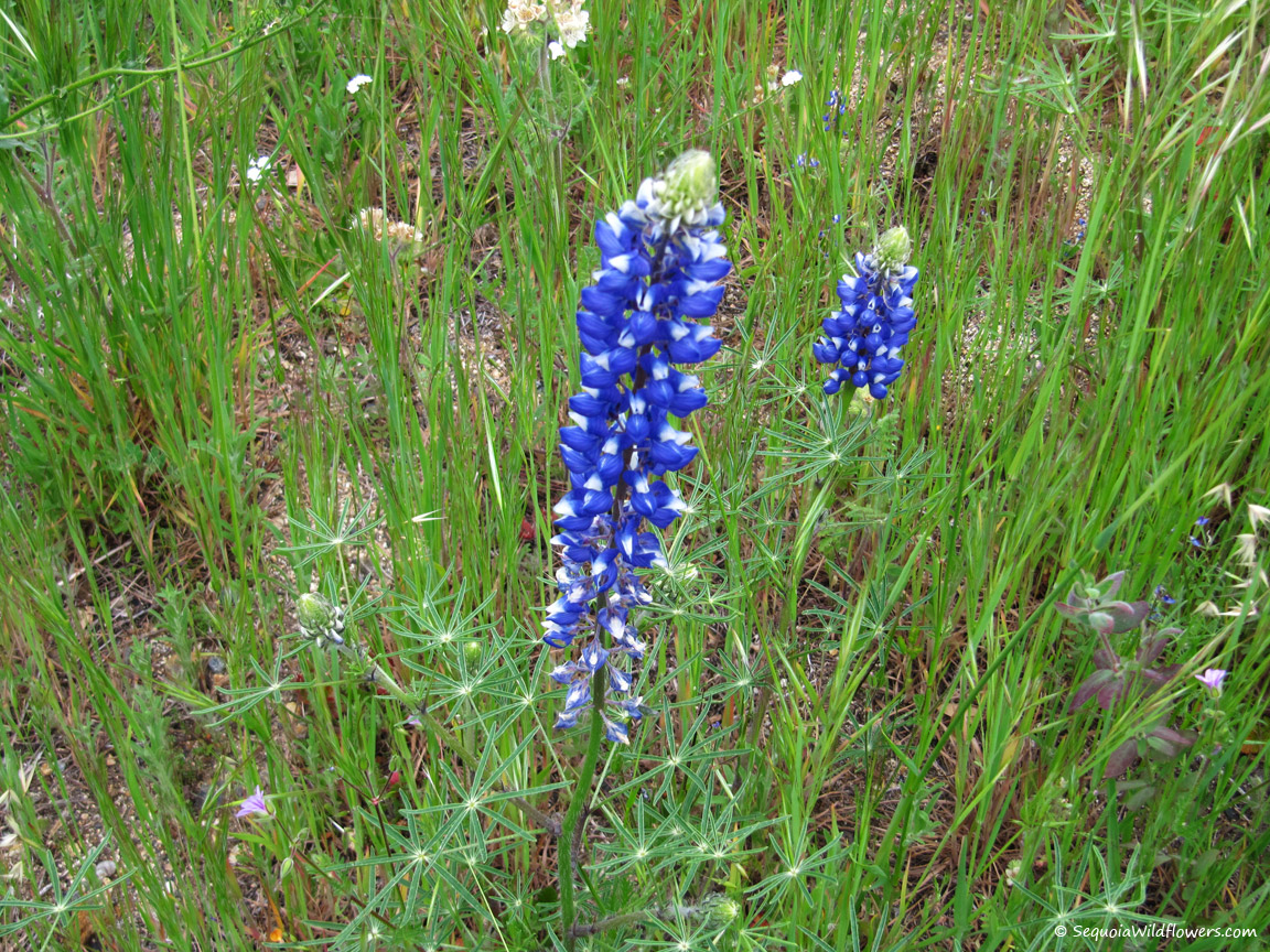 <p>Spider lupine</p>