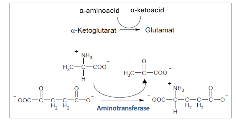 <ul><li><p>It forms free  NH<sub>4</sub><sup>+</sup> cells, which can be harmful</p></li><li><p>Amino-transferases uses PLP as prosthetic group, which forms a schiff-base intermidiate with aminotransferases. *<br></p></li><li><p>(Undantag) Ser and Thr can be converted into  NH<sub>4</sub><sup>+</sup>  directly. </p></li></ul><p></p>