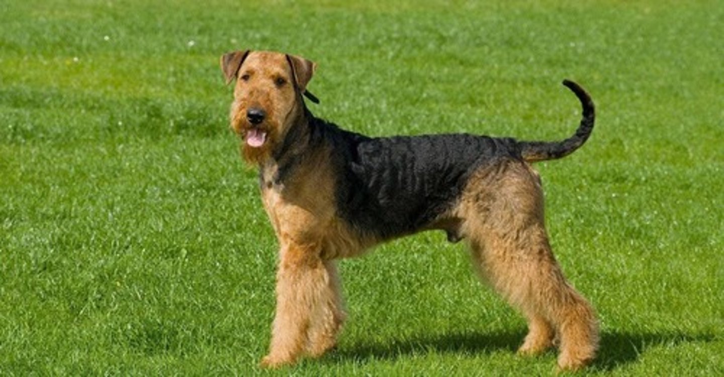 <p>What is this breed? What is it's AKC classification?</p>