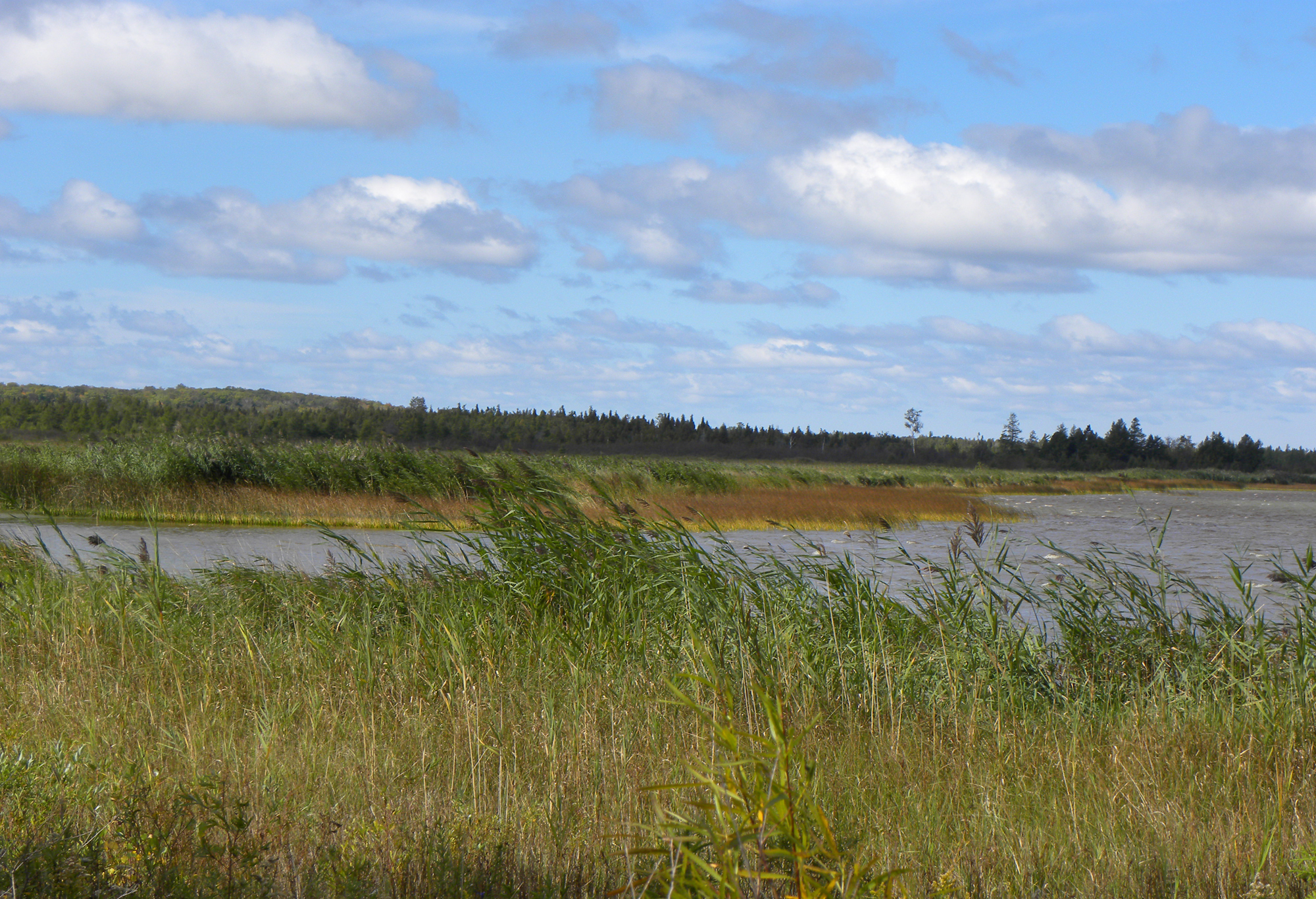 <p>Wetland Type?</p>