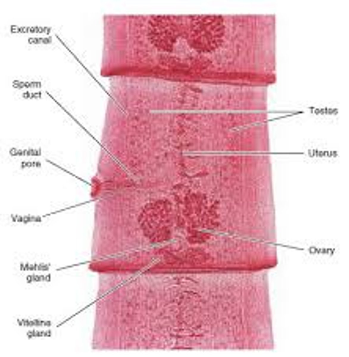 <p>A segment of a tapeworm containing both male and female reproductive organs</p>