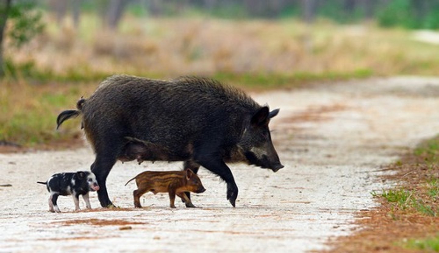 <p>Feral Pig</p>