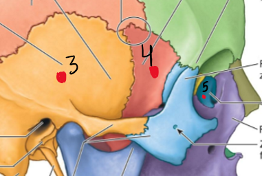 <ol><li><p>Zygomatic process of temporal bone</p></li><li><p>Temporal process of zygomatic bone</p></li></ol><p></p>