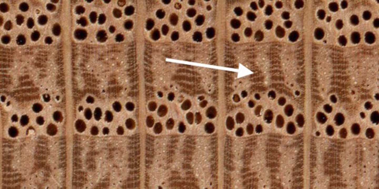 <p>= summerwood, darker colored wood formed during summer that is<br>i) More dense<br>ii) Grows less<br>-Has less water available</p>