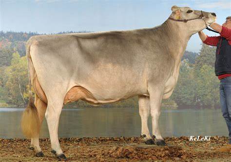 Origin: Switzerland

color: brownish grey

oldest dairy breed

known for longevity and disposition. 

larger

first bred to crossbreed with beef