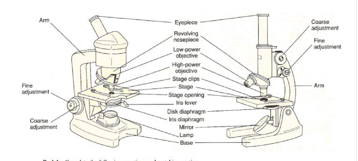 <p>brings object slowly into fine focus</p>