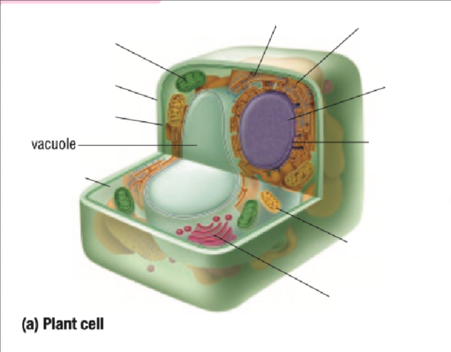 <p>Vacuole</p>