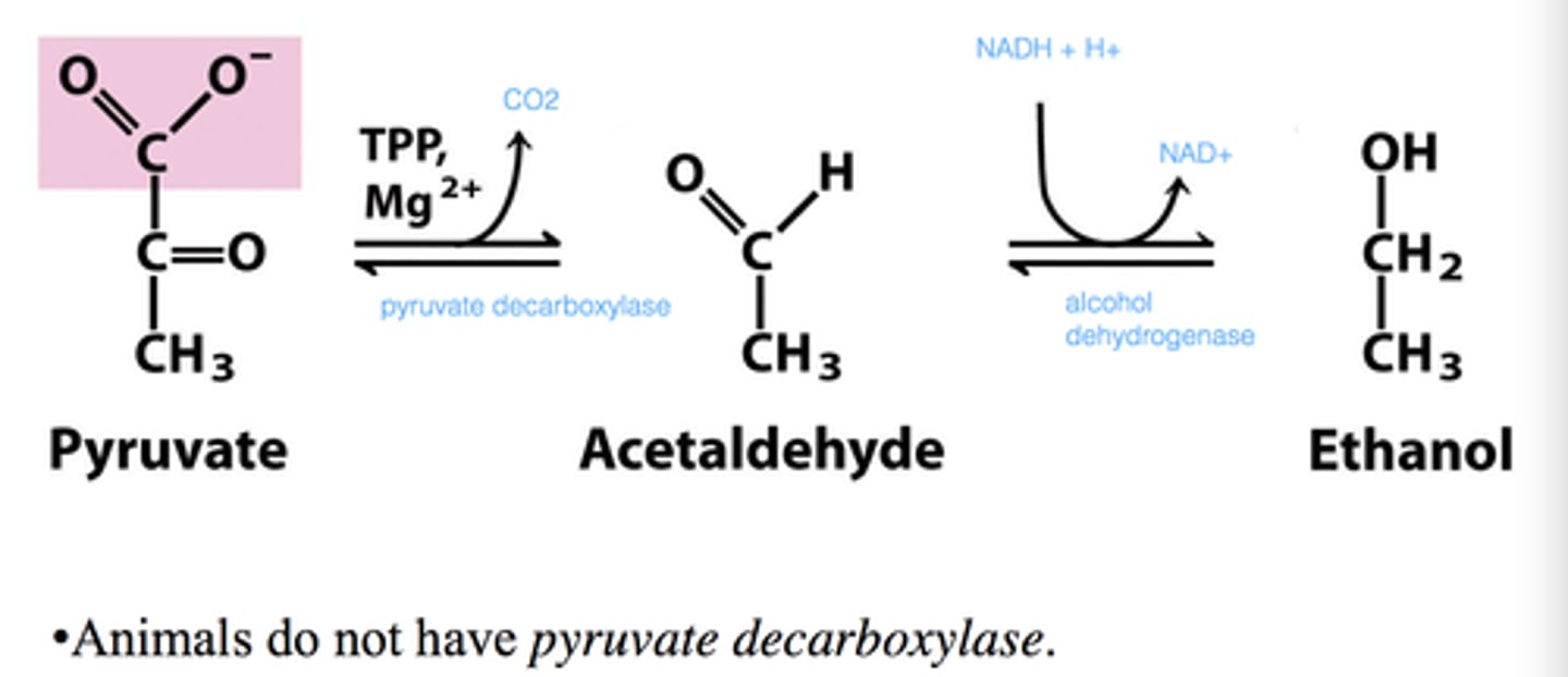 <p>ferments glucose to ethanol</p><p>Step 1: Pyruvate to acetaldehyde</p><p>Pyruvate decarboxylase, thiamine pyrophosphate (TPP) and Mg++ release CO2 to form acetaldehyde</p><p>Step 2: Acetaldehyde to ethanol</p><p>Alcohol dehydrogenase, Zn++, and NAD+ form ethanol</p>