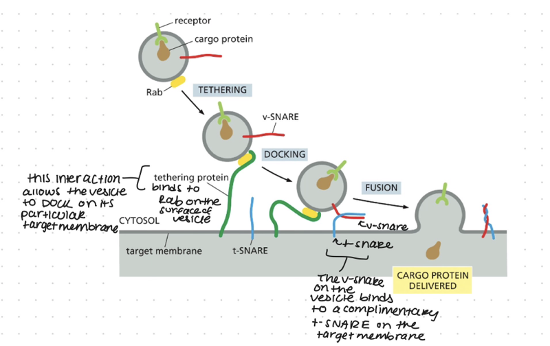<p>Rab proteins: one of a family of small monomeric GTPases proteins present on the surface of transport vesicles and organelles that serves as a molecular marker to help make sure that the transport vesicle fuse only with the correct membrane</p><p>the rab proteins are recognized by corresponding tethering proteins on the cytosolic surface of the target membrane</p><p>tethering proteins: are filamentous transmembrane proteins involved in the docking of the transport vesicles to membranes</p><p>rab and tethering help to make sure that the vesicles only fuse with the correct membrane— they serve as molecular markers </p>