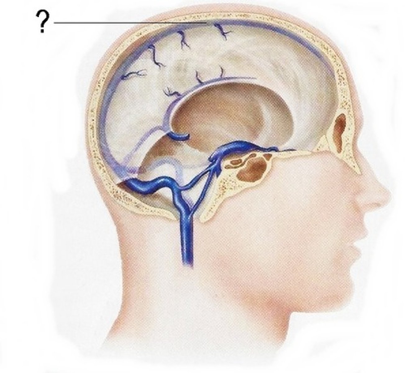 <p>CSF reabsorption into the bloodstream.</p>