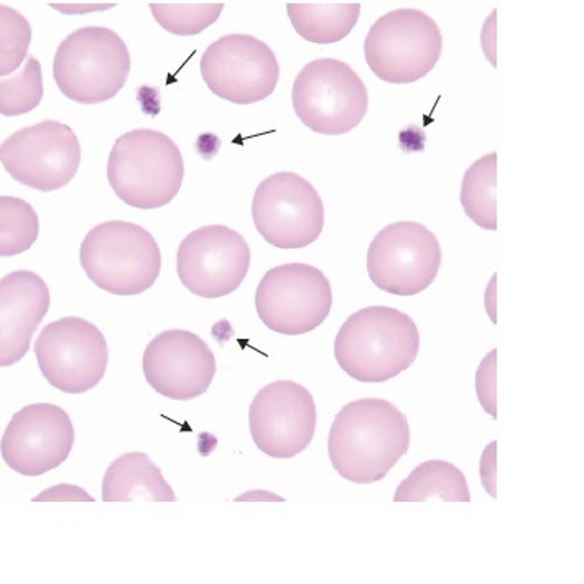 <p>Cellfragment som saknar cellkärna och kommer frpn megakaryocyter</p>