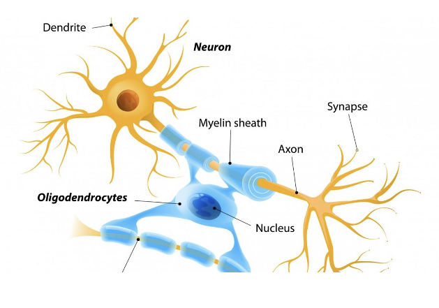 <ul><li><p>Form the myelin sheath&nbsp;</p></li><li><p>Cytoplasmic extension wrap around multiple axons</p></li><li><p>Insulate axons</p></li></ul><p></p>