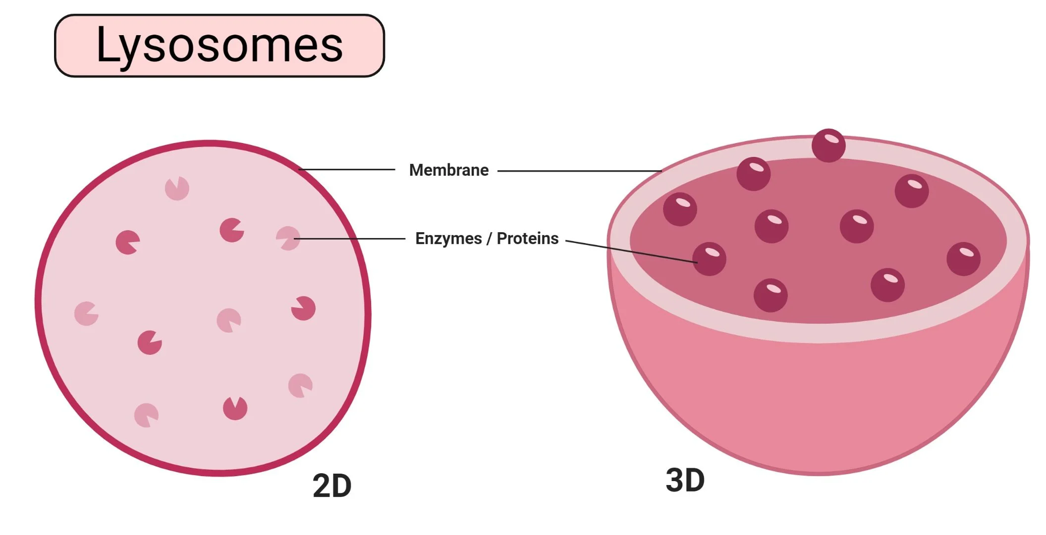 <p>(<span style="color: #ffc33e"><strong>animal</strong></span>) contains enzymes</p><p>Break down dead stuff (food, bacteria, old parts of cell, etc); can do programmed cell death (apoptosis)</p>