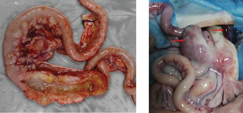 <p>Tissues from a 9-month-old, male, purebred Siamese cat with severe ascites. Necropsy findings: The small intestinal walls are multifocally thickened by dense, white to cream, plaques and nodules and the mesenteric lymph nodes are markedly enlarged. Two most likely differential diagnoses for these findings? Most likely diagnosis?</p>