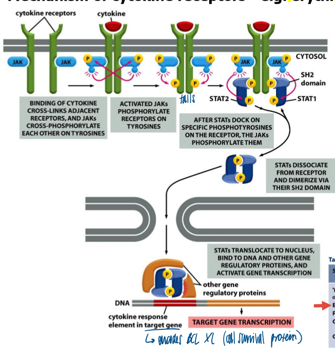 <ol><li><p>binding of cytokine crosslinks adjacent receptors, and JAKs crossphorphorylate each other on tyrosines </p></li><li><p>activated JAKs phosphorylate receptors on tyrosine </p></li><li><p>after STATs dock in specific phosphotyrosines on the receptor, the JAKs phosphorylate them </p></li><li><p>STATs dissociated from receptor and dimerize via their SH2 domain </p></li><li><p>STATs translocate to nucleus, bind to DNA and other gene regulatory proteins, and activate gene transcription </p></li></ol><p></p>