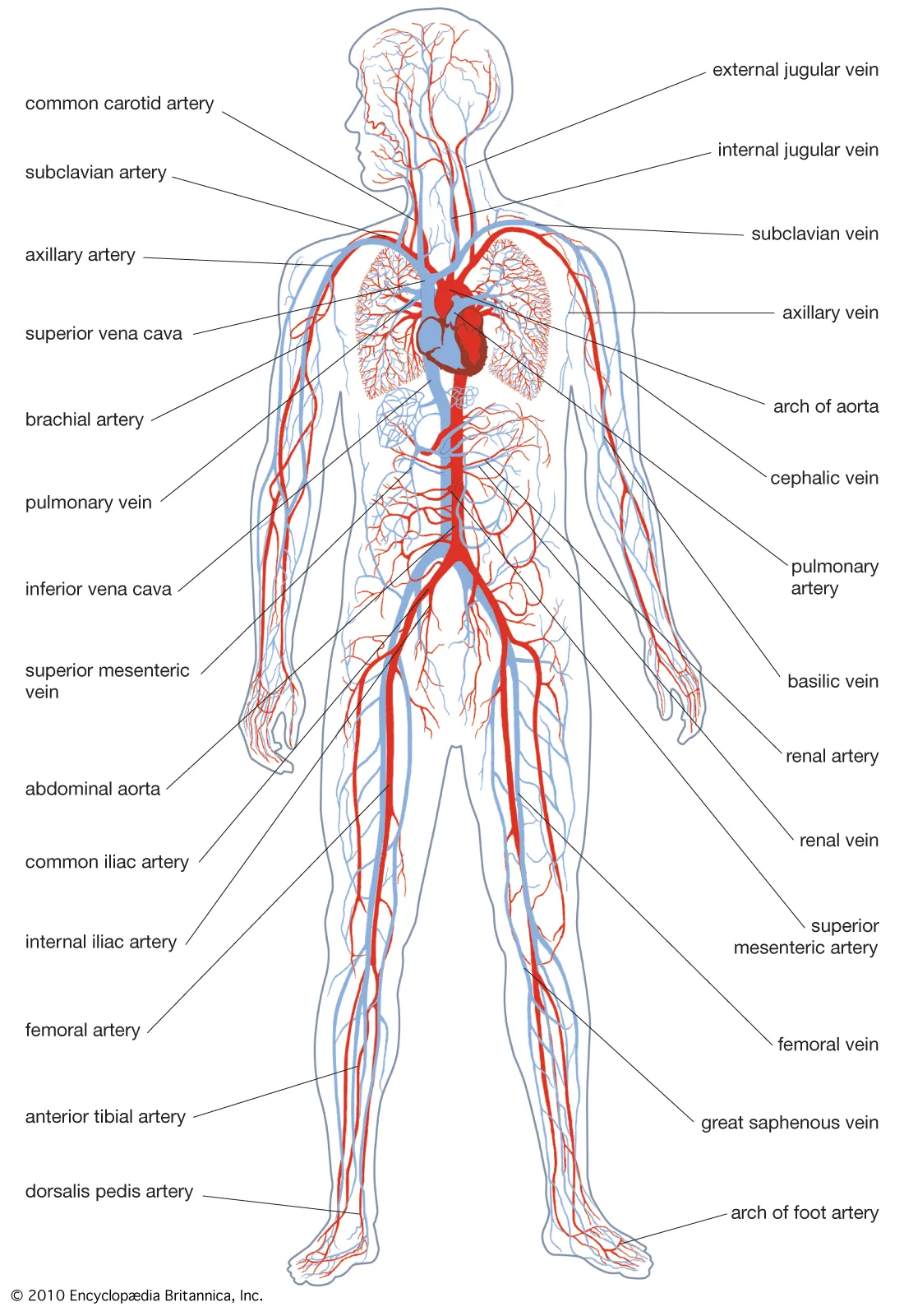 <p>The circulatory system</p>