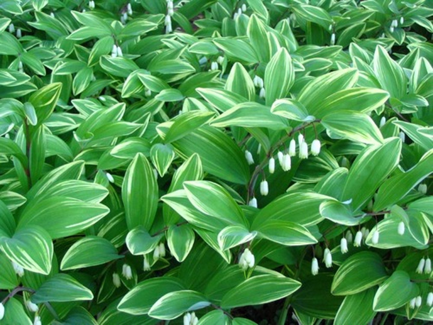 <p>single stem; tough; colonizing; black berry</p><p>leaves: arching stem; ovate; alternate, variegated margin; entire margin; glaborous; rough underside</p><p>blooms: bloom under stem; bell shaped flowers; 2 flowers per node</p>