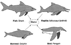 <p>Similar environmental conditions select similar traits in <u>different</u> populations/species</p>