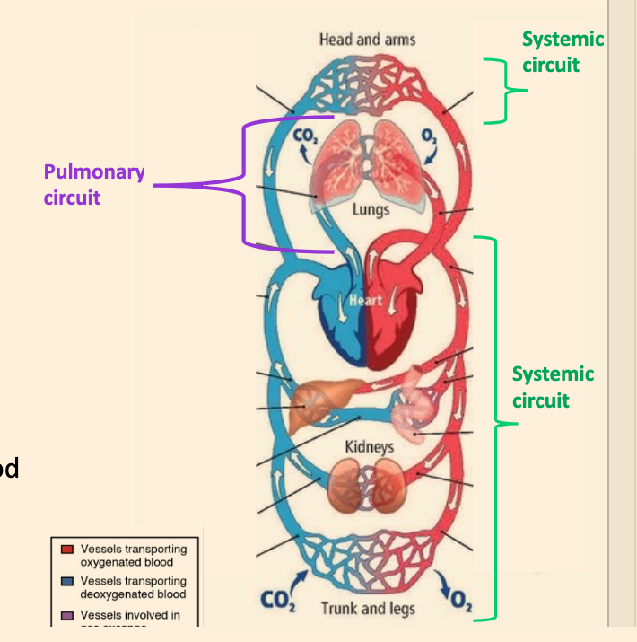 what is the pulmonary circuit? 