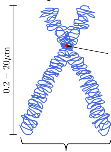 Duplicated chromosomes attached by a centromere

\
Note: Should be referred to as chromosomes after separation