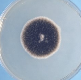 <p>Alternaria sp</p>