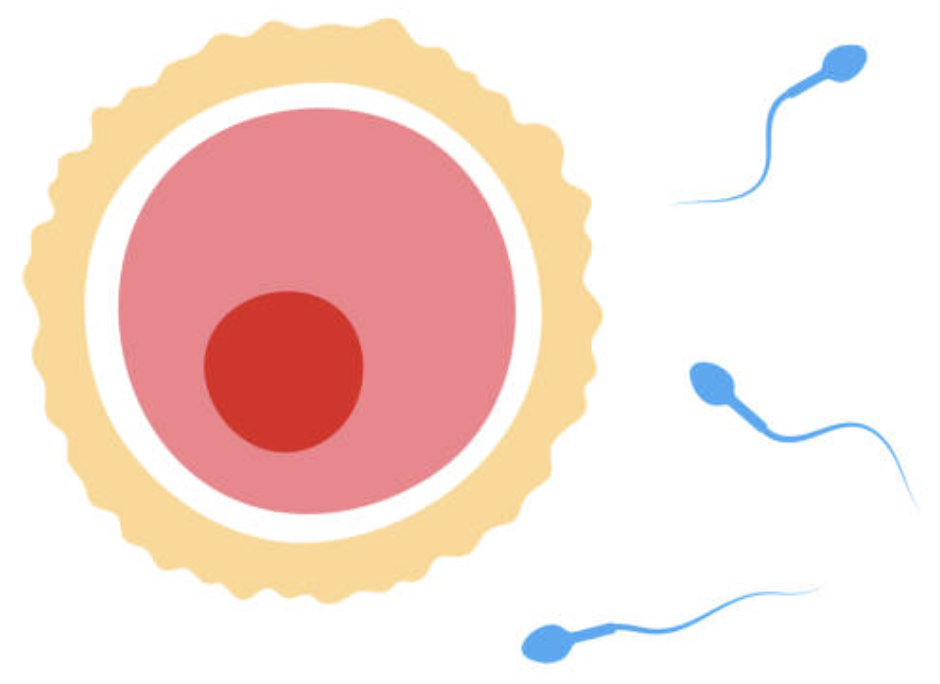 <p><strong>cellule germinale</strong> = cellules reproductrices (gamètes)</p><p>-4 cellules filles génétiquement différentes</p><p>a) homme → spermatozoïdes</p><p>b) femme → ovules (ovocytes)</p><ul><li><p>haploïde (n = 23 chromosomes)</p></li></ul>