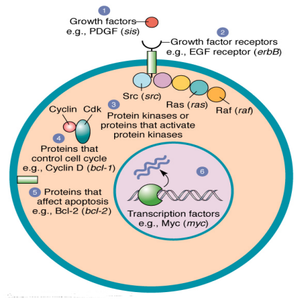 <p>a group of genes that cause normal cell to become cancerous when they are mutated</p><ul><li><p>mutation are typically dominant in nature</p></li><li><p>mutated proto-oncogene = oncogene</p></li><li><p>often code for cell division, death, differentiation</p></li></ul><p></p>