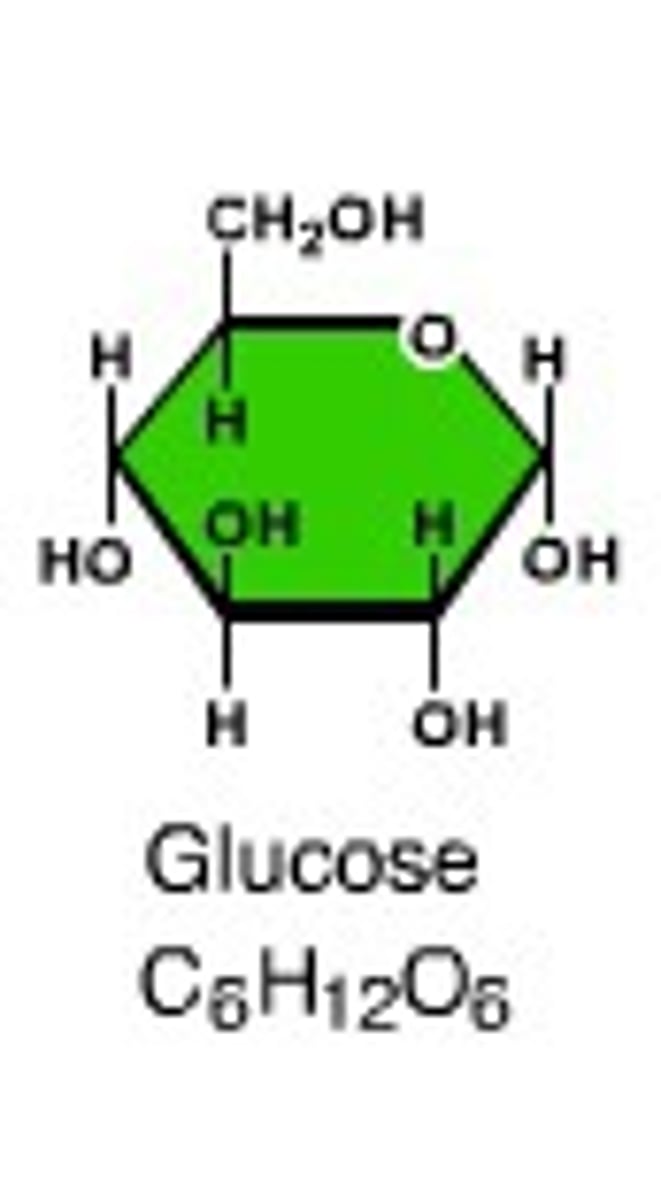 <p>1 sugar molecule, such as glucose</p>