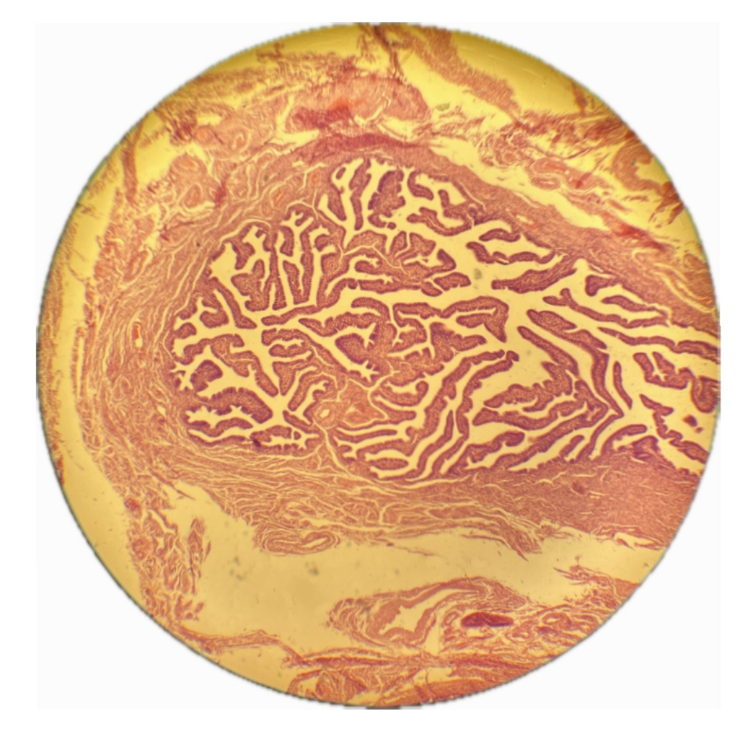 term image