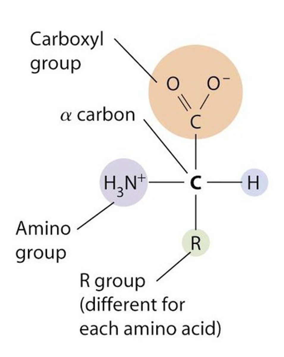 <p>General features include a central α-carbon, amino group, carboxyl group, and R-group.</p>