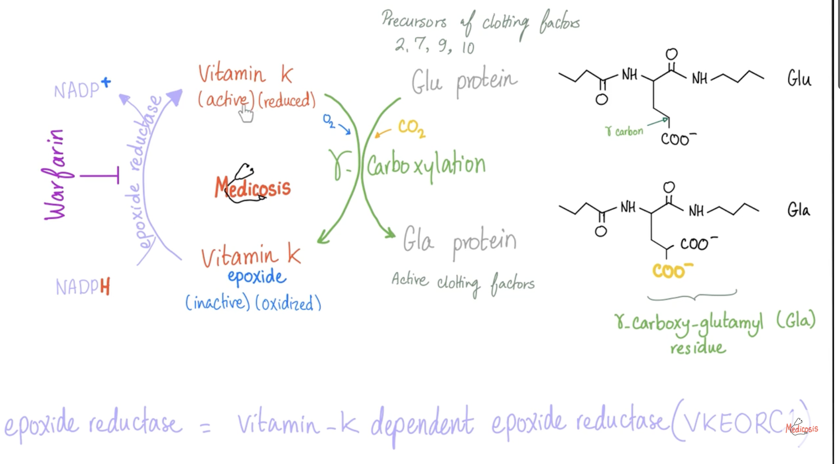 <ul><li><p><strong>Inhibits VKORC1 (Vitamin K Epoxide Reductase)</strong> <span>🚫</span></p></li><li><p>↓ synthesis of <strong>active clotting factors II, VII, IX, X</strong></p></li><li><p>Also inhibits <strong>Proteins C & S</strong> → causes <strong>initial hypercoagulable state</strong> <span>⚠</span></p></li></ul><p><span>🧠 </span><em>Mnemonic:</em><span> “Warfarin stops the </span><strong>Vitamin K recycling factory</strong><span> → no active clotting factors!”</span></p><p></p>
