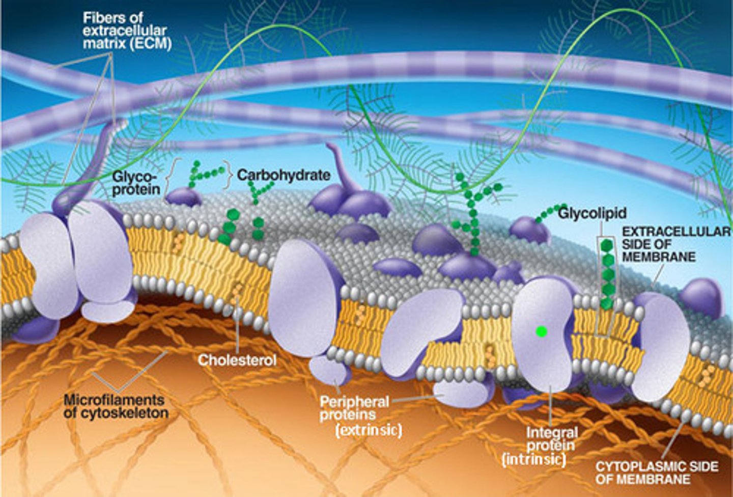 <p>The meshwork surrounding animal cells, consisting of glycoproteins, polysaccharides, and proteoglycans synthesized and secreted by the cells; Made of collagen- Forms strong fibers outside cell; Communicate with cell through integrins, regulate cell behavior; Influence activity of genes in the nucleus; Helps glue cells together</p>