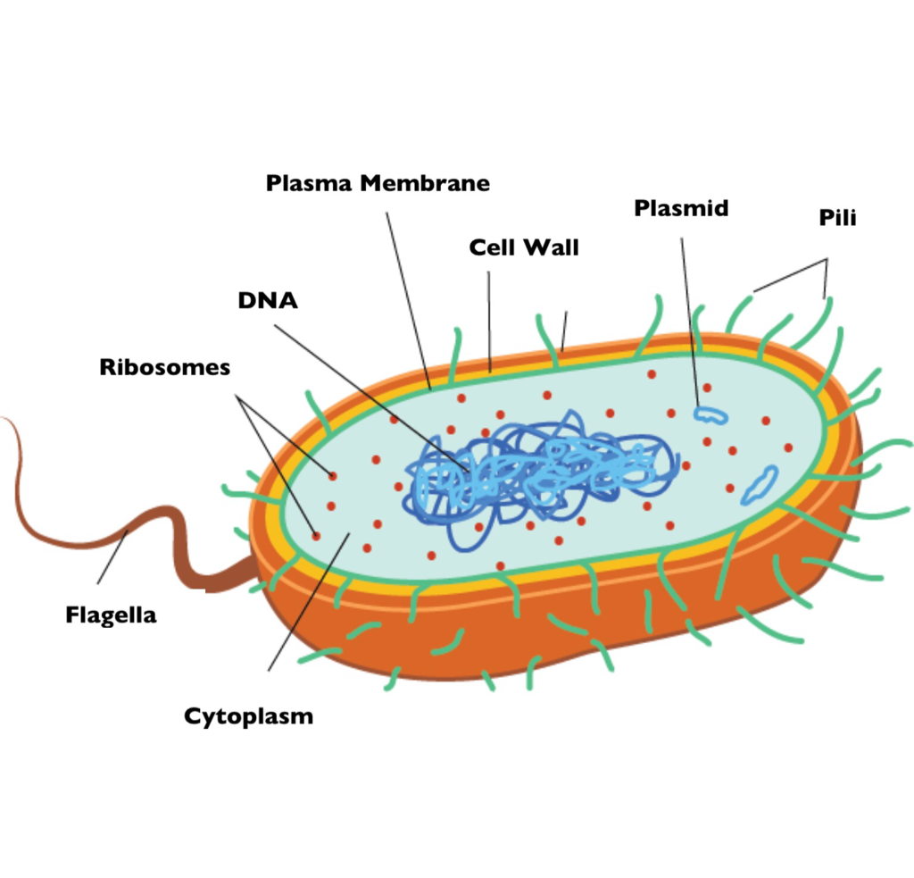 <p>Basic structure of bacteria</p>