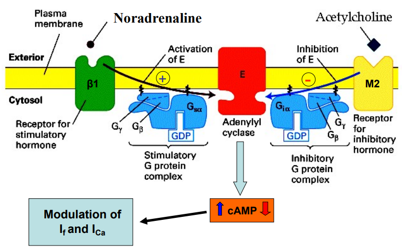 <ul><li><p>sympathetic: NOR activates b1 receptors on the heart, activates G<sub>s</sub> protein, which activates adenylyl cyclase, = <span>↑ cAMP = modulation (</span>↑)<span> of I<sub>f </sub></span></p></li><li><p><span>parasympathetic: Ach activates M2 receptors on heart, activates G<sub>i</sub> (inhibitory G protein complex), inhibits adenylyl cyclase, = </span>↓ cAMP = modulation (↓) of I<sub>f</sub></p></li></ul><p></p>