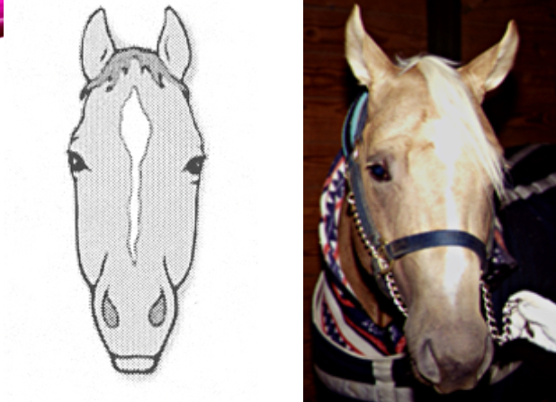 <p><span>A marking on the forehead With &amp; strip to the nasal peak.</span></p><p><span>The strip does not have to be an extension of the star.</span></p>