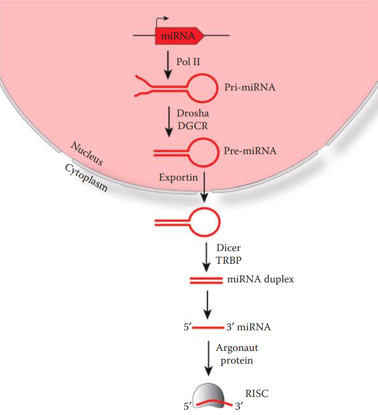 The biogenesis of miRNAs. 
