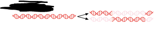 <p>Strands are interspersed with old and new DNA.</p>