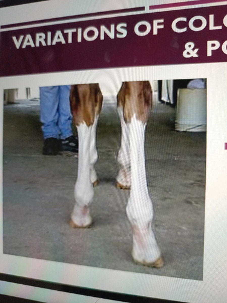 <p>while</p><p>extends from the coronet to</p><p>&amp; including the knee</p>