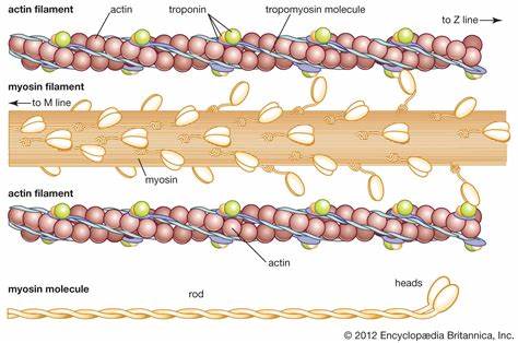 <p>actin and myosin; contractile proteins</p>