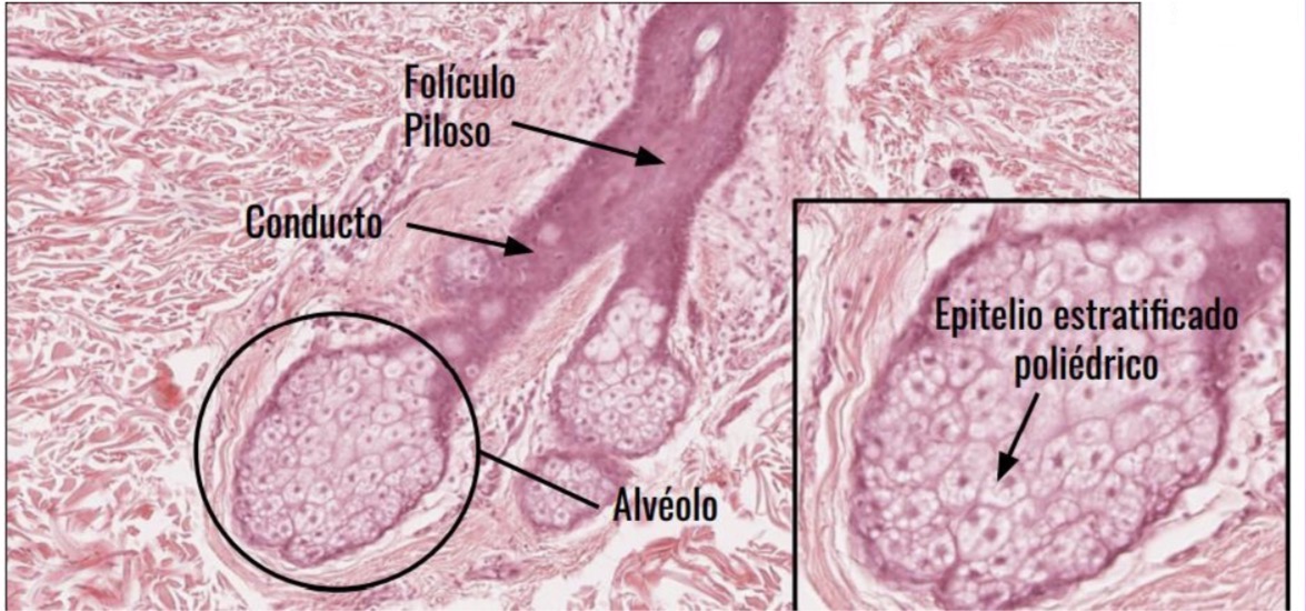 <p>Glándula sebáceas glándula exocrina alveolar simple</p>