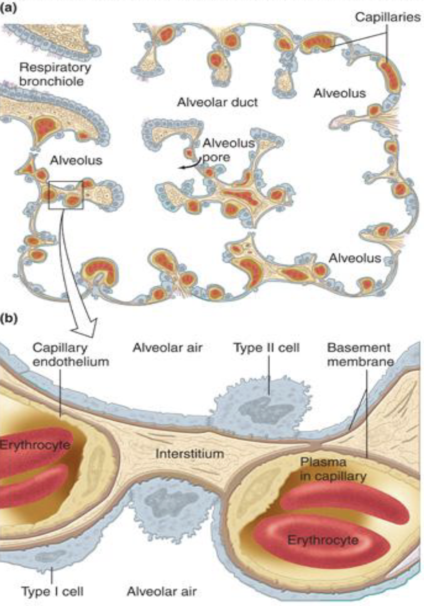 <ol><li><p>alveolar type 1 cell</p></li><li><p>epithelial basement membrane</p></li><li><p>interstitial space</p></li><li><p>endothelial basement membrane</p></li><li><p>endothelial cell</p></li><li><p>RBC and hemoglobin binding</p></li></ol><p></p>