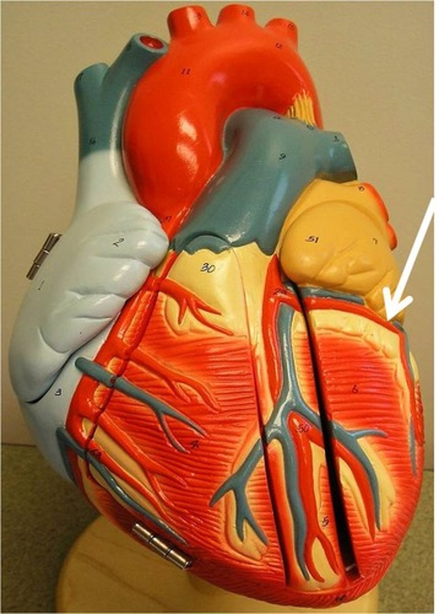 <p>Description: Arises from the ascending aorta and passes between the pulmonary trunk and left auricle</p><p>Relationship: Lies in the coronary sulcus</p>