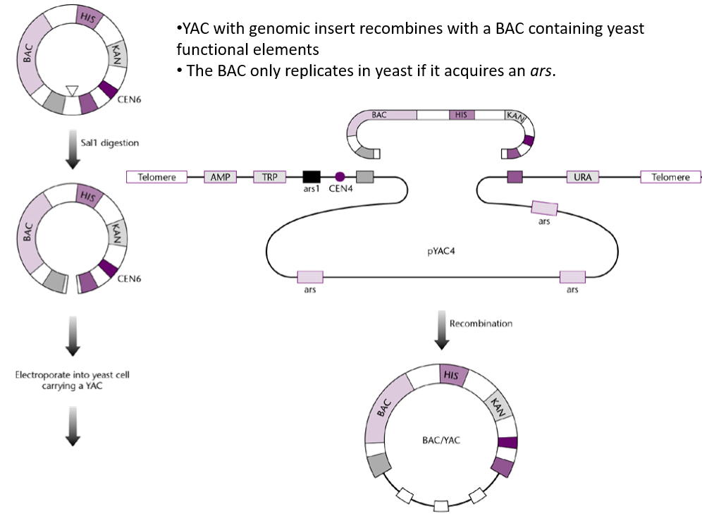 <ul><li><p><strong>Instability</strong>:</p><ul><li><p>Large DNA inserts can sometimes rearrange (homologous recombination) or be lost during yeast cell replication.</p></li></ul></li><li><p><strong>Chimeric Clones</strong>:</p><ul><li><p>Incorrect assembly of inserts may lead to hybrid clones containing unrelated DNA fragments.</p></li></ul></li><li><p><strong>Not easily separated from host DNA</strong></p><ul><li><p>Pulsed-field electrophoresis required to separate host DNA from YAC DNA.</p></li><li><p>Solution is to circularise the YAC so it is more easily identifiable.</p><p></p></li></ul></li></ul><p>These issues can be mitigated by circularising the YACs with a BAC → BAC/YAC.</p><p>The BAC/YAC is circular, meaning that it is more easily separated from the linear host DNA. Additionally, it allows to stably maintain the DNA insert.</p>
