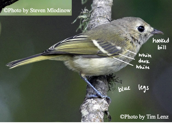 <p>oak woodlands</p>